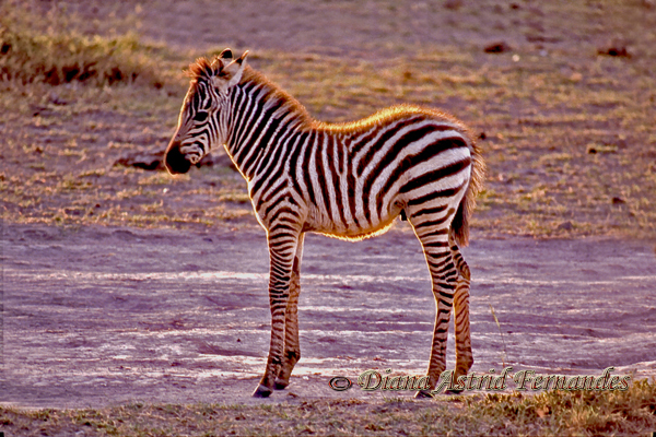 Baby-Burchell's-Zebra,-Samburu-NP,-Kenya